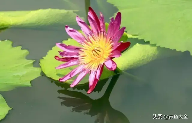 莲花的别称有哪些，莲花的别称有哪些拼音（ 太齐全太珍贵了）