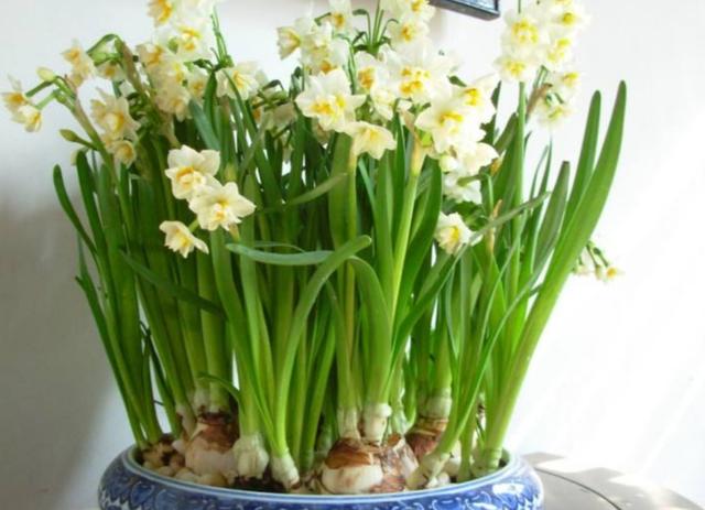 冬天开的花有哪些，冬天开的花有哪些花名颜色（家里养上5种花，天冷也有花看）