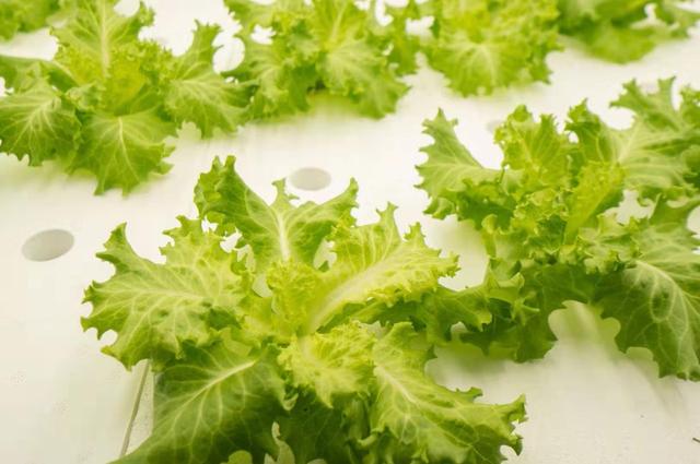 中环易达到底怎么样，中环易达是国企吗（中环易达植物工厂魏华农）