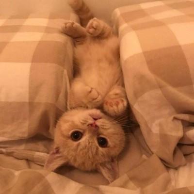猫咪宝贝头像微信，猫咪宝贝头像（微信头像猫咪可爱搞怪）