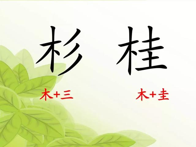 汉字松的组词，松的组词（部编版二年级语文上册识字2《树》知识点+图文解读）