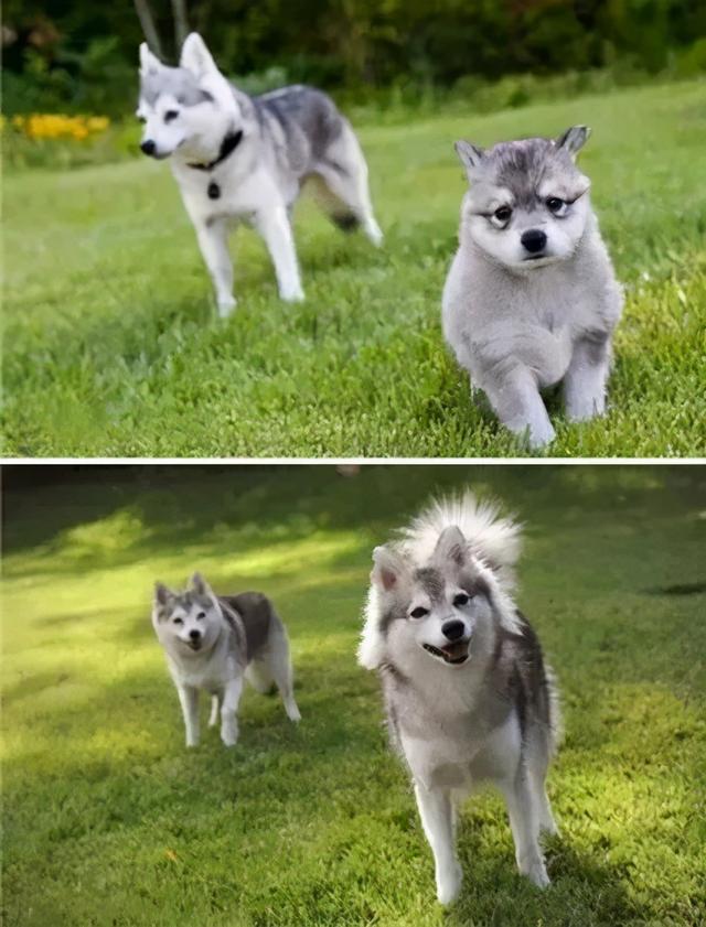 金毛犬，6种狗狗小时候和长大的对比（金毛犬的优缺点及性格）
