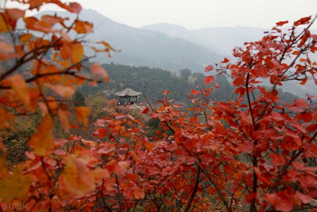 香山红叶节什么时候红及必须要知道的细节，香山红叶节什么时候开始（香山红叶什么时候最红现在最红）