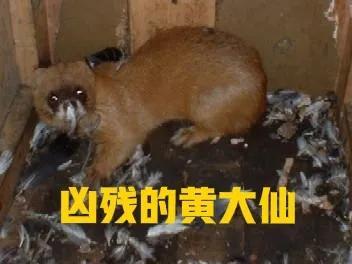 四大仙是什么动物，东北四大仙是什么动物（有什么办法对付它们呢）