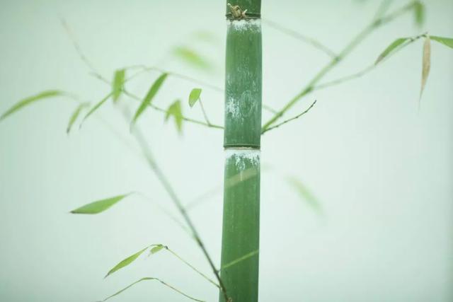 绝句文徵明还是念文微明，绝句作者文征明（57句“竹”诗词：一竿修竹）