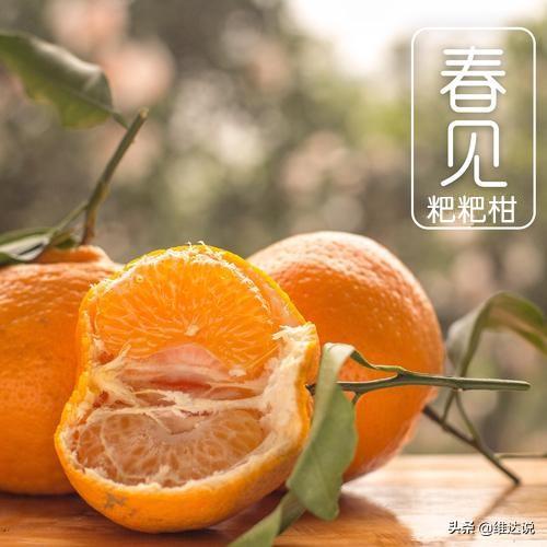 粑粑柑是丑橘吗，粑粑柑还是耙耙柑（跟不知火丑橘是真的不一样）