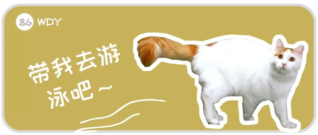 梵猫多少钱 梵猫的价格