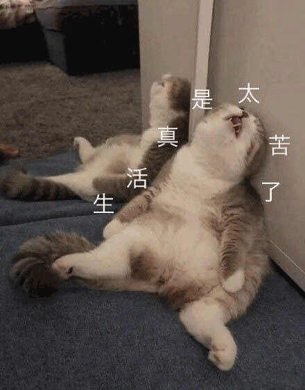 表情包很火的那只猫，最近很火的猫猫表情包（小猫咪可爱表情包）