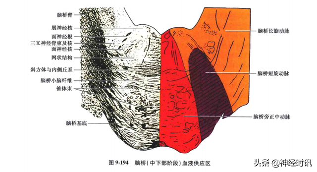 关于脑桥介绍，脑桥包括什么（脑桥的血液供应及病变时的临床表现）