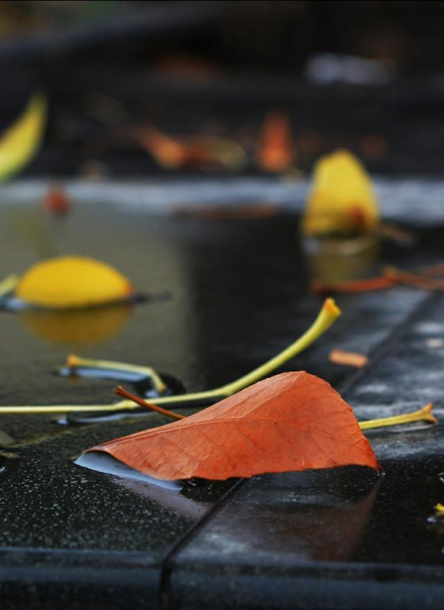 关于秋雨的优美散文，关于秋雨的散文随笔（散文：秋雨浅殇）