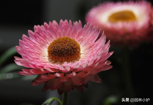 菊花是什么意思，菊花的意思和含义是什么（不同品种的菊花花语）