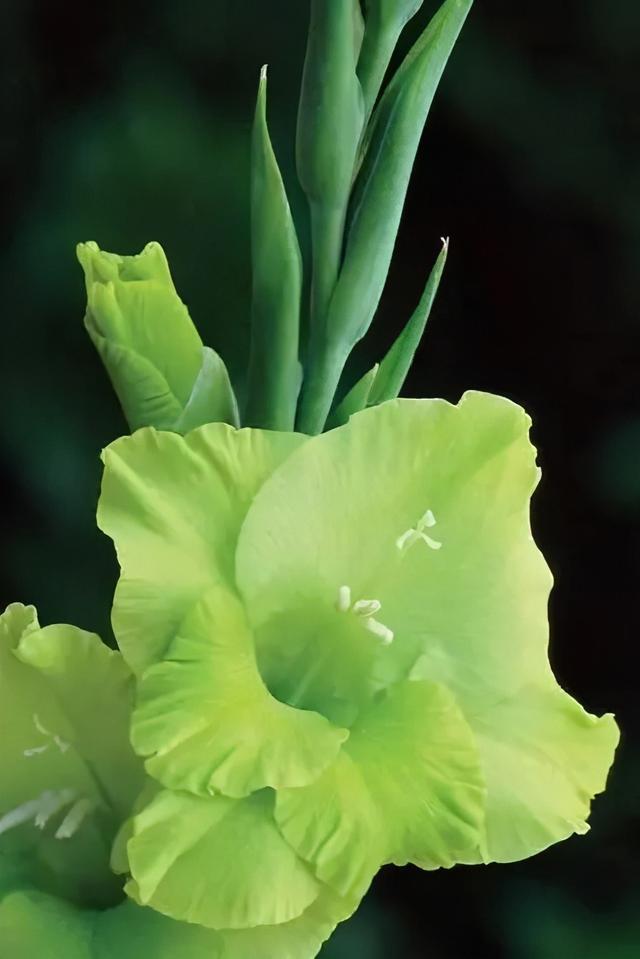 世界上有多少种花，世界上有多少种花?分别是什么（100幅美丽的花儿，赏心悦目）