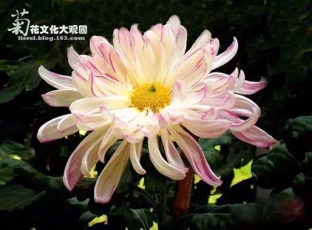 世界最美菊花80种太美了，金秋十月赏菊花——世界最美菊花80种送给您
