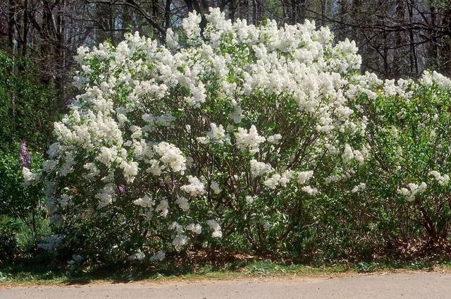 丁香花什么颜色，丁香花有哪些颜色（北方的朋友特适合在院子里种几棵紫丁香）