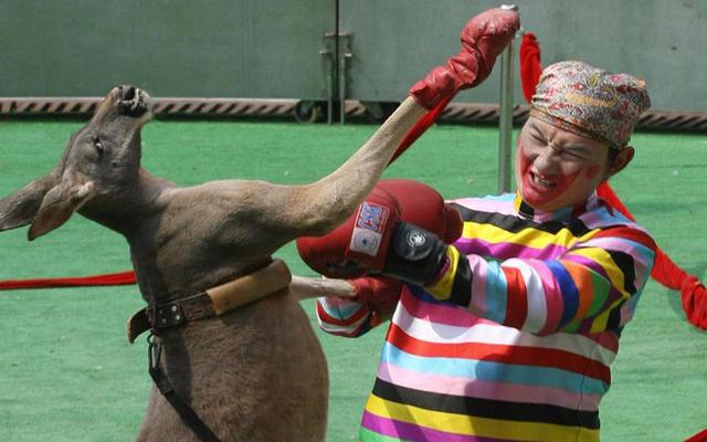 袋鼠是哪个国家的国宝，袋鼠熊在哪个国家被称为国宝（澳洲女子街遇巨型袋鼠）