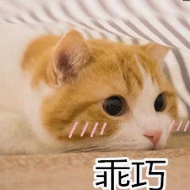 海选是什么意思，海选甄选遴选有什么区别（斑点狗、DZ、ZB到底是什么意思）