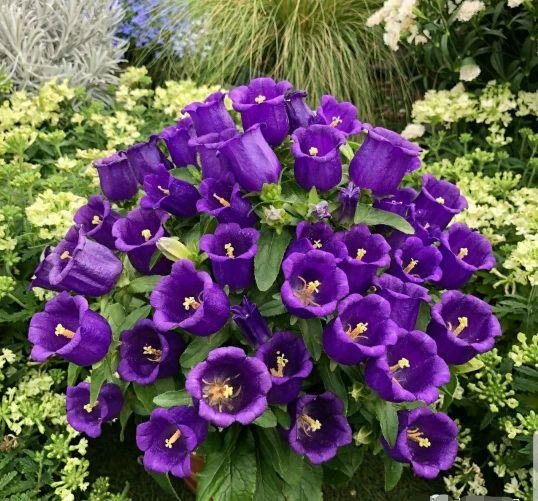 铃儿钉铛响(铃兰,铃铛花.你能分清吗?) - 彝家农业网