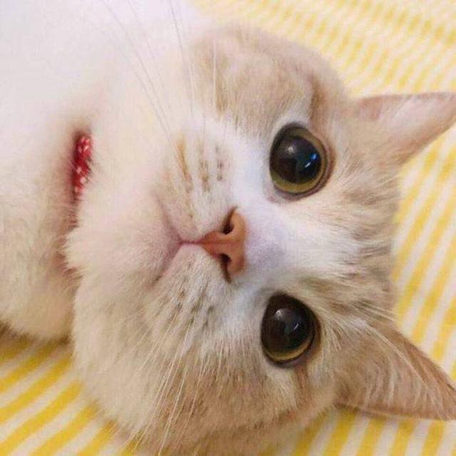 高质量动物情头，动物情头 超可，微信头像（敲可爱的情头）