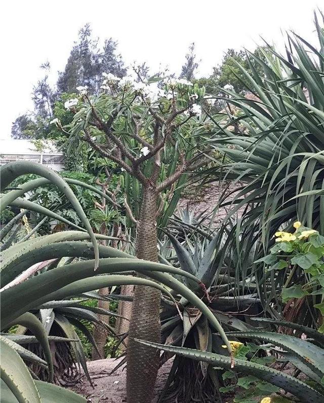 厦门万石植物园里有哪些植物，厦门万石植物园里有哪些植物花（种满多肉的植物园）