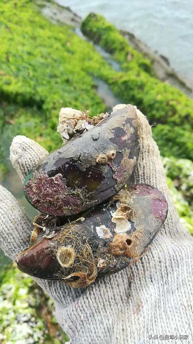 惠州海岛旅游景点哪里好玩，惠州野沙滩大汇总：8个野沙滩