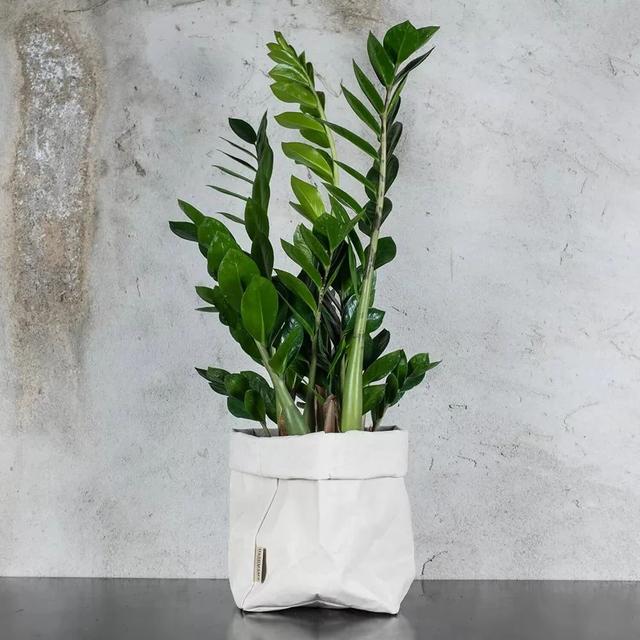 室内观叶植物，室内观叶植物特别需要氮肥