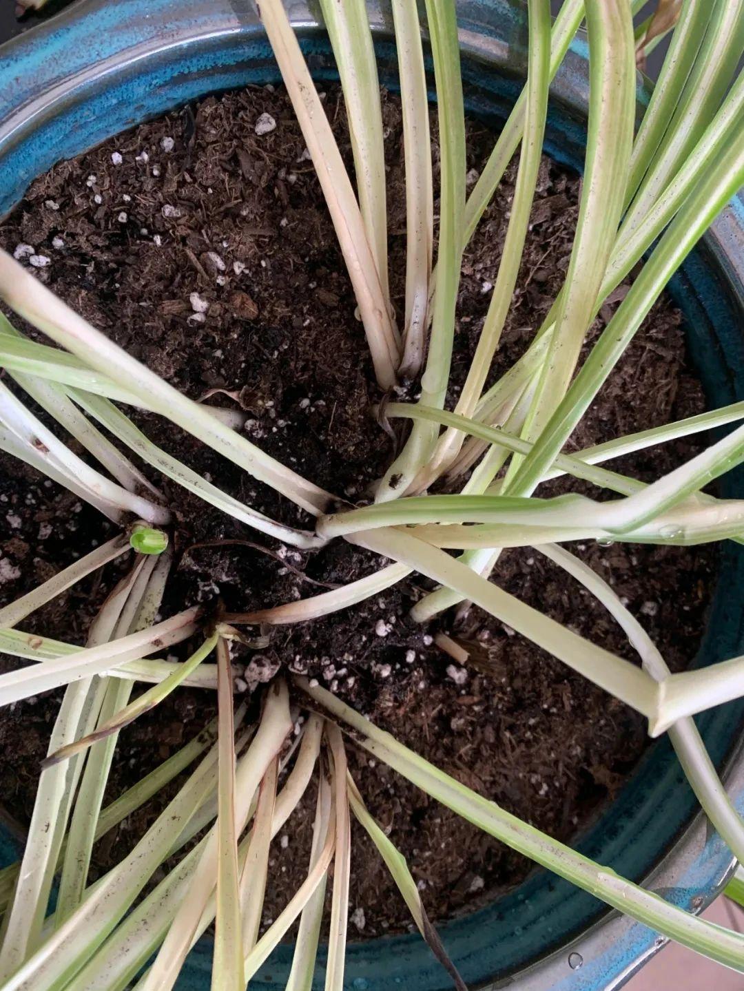 吊兰开花预示着什么，吊兰开花意味着什么（室内的吊兰开花就带来好运）
