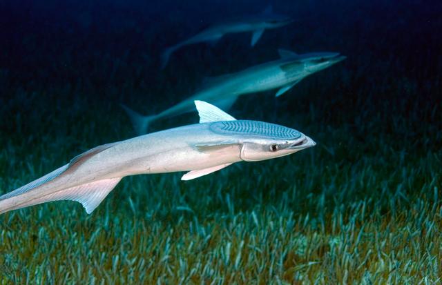 鮣鱼怎么读音,物种百科:鮣鱼