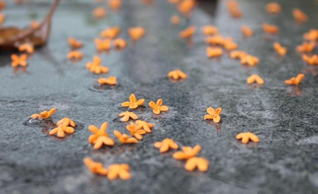 打油诗的特点是什么，打油诗怎么写（打油诗用不用押韵）