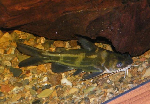 昂刺鱼图片，红烧昂刺鱼怎么做（从繁育到养殖，饲育管理是关键）