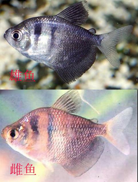 金波子怎么分公母，金波子鱼怎么区分公母（九种常见热带鱼性别区分方法）