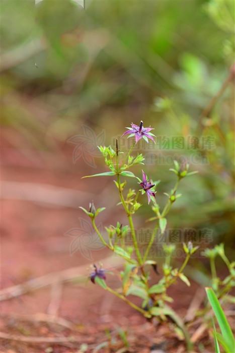 青叶胆的功效与作用 青叶胆的好处介绍，青叶胆的功效与作用（对耳鸣耳聋有一定疗效）