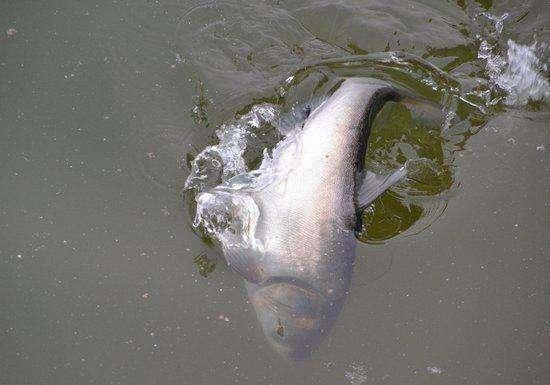 鲢鳙饵料配方绝招，钓鱼配方之怎样做钓鲢鳙饵料（丝毫不比商业饵差）