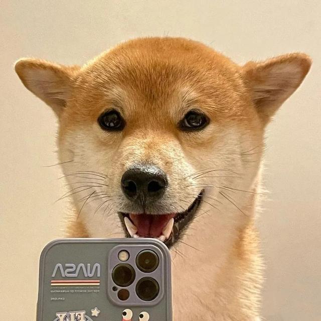 可爱的狗子图片，可爱狗子头像微信（狗狗憨憨头像‖好可爱啊）