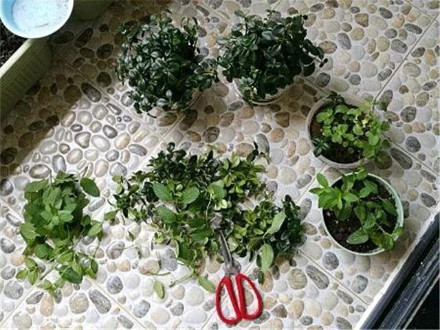 金鱼吊兰怎么养才开花，1年四季都能开花