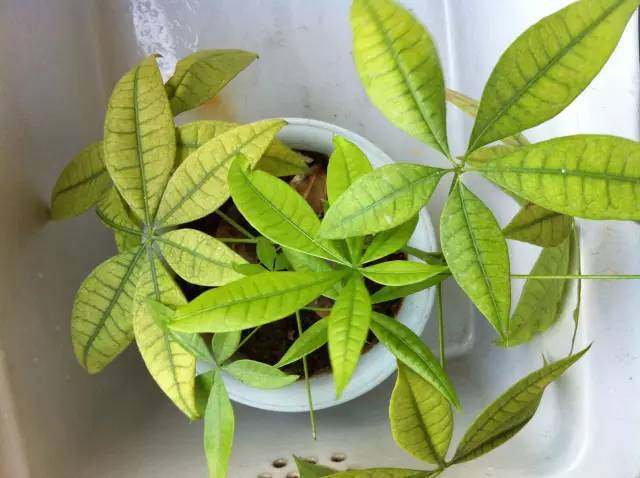 马齿苋多少钱一棵，马齿苋药材价格（堪称“死不了”）