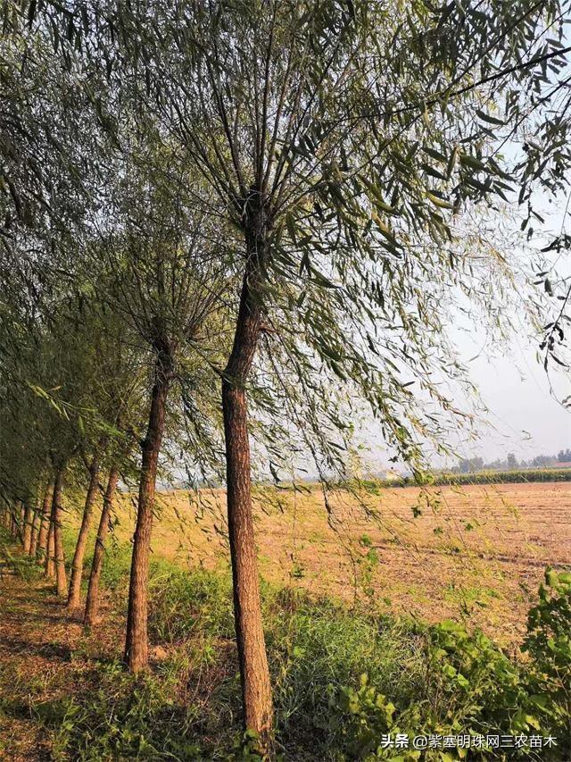 如何种植垂柳，如何种植垂柳树（济北金三角苗木基地教您春天如何正确的种植柳树）