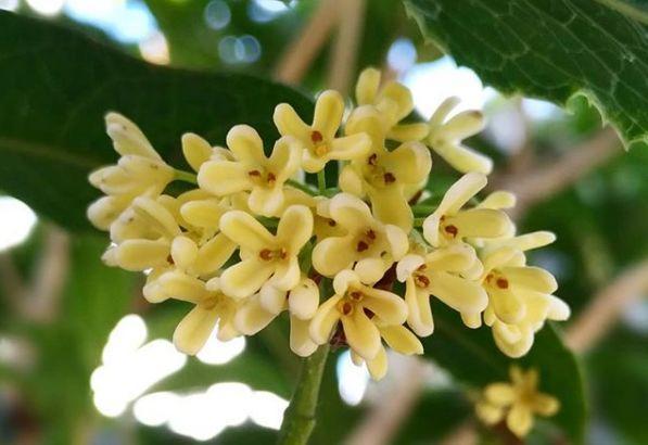 观音莲的花语，观音菩萨与莲花的寓意（守护你的小幸福）