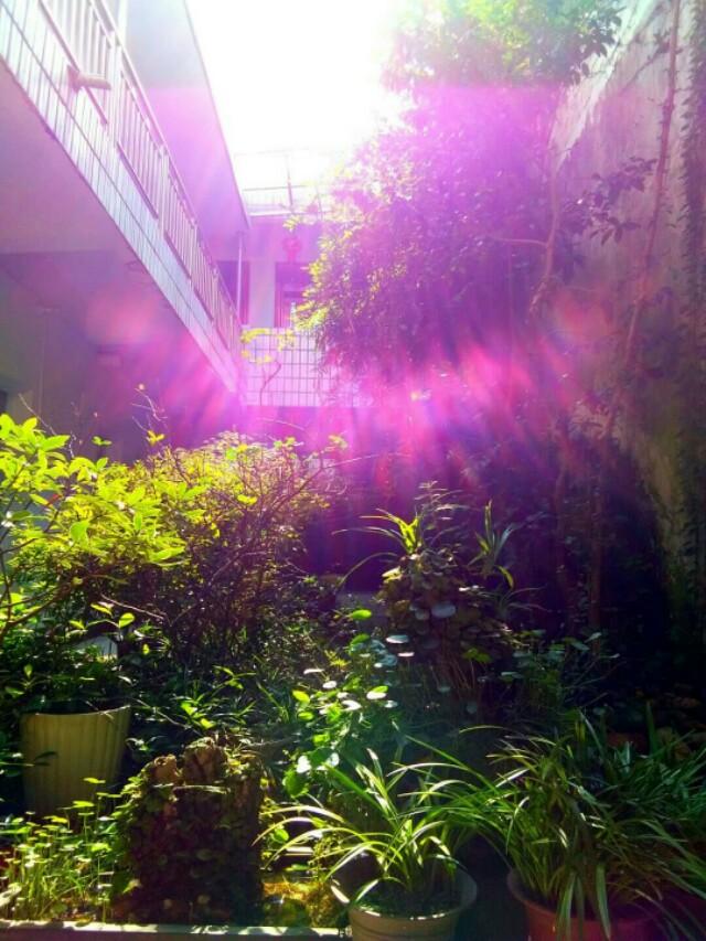 炫石为玉打一生肖，炫石为玉形容什么动物（石全石美的规范说）