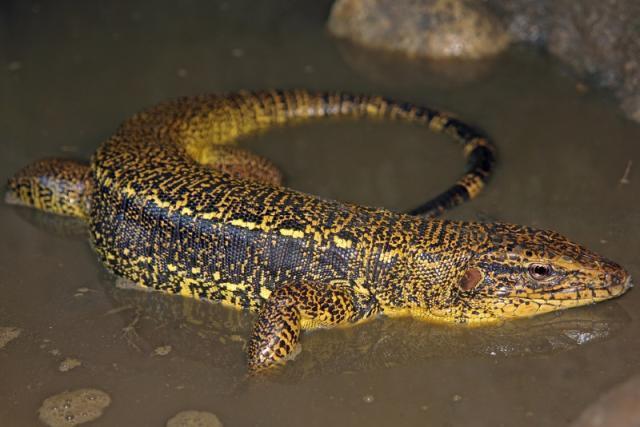 宠物蜥蜴种类，世界上最大的十种蜥蜴（宠物蜥蜴种类视频）