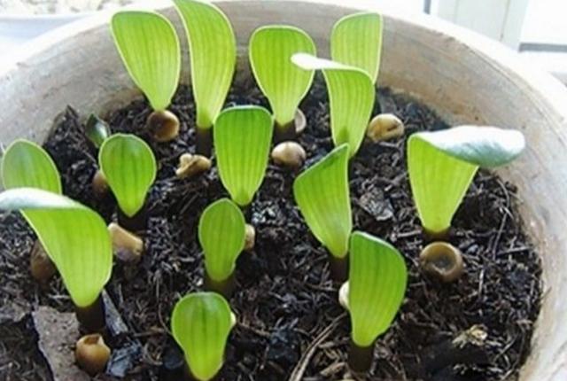 君子兰种子怎么种，君子兰种子种植方法（5个步骤就能长出小苗）