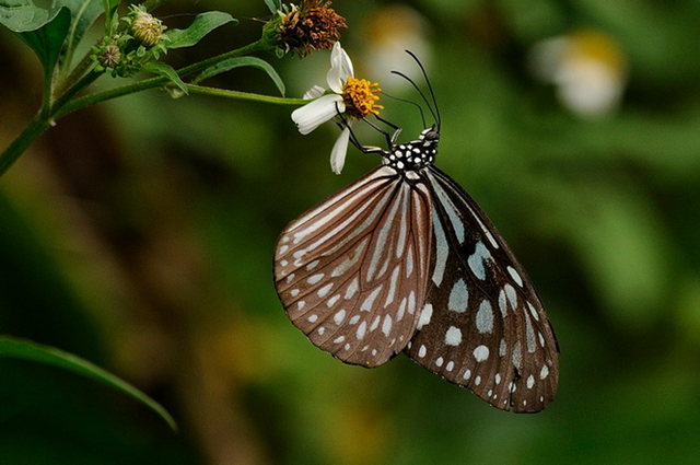 蝴蝶生活习性，蝴蝶王国（蝴蝶的生活环境和特点）