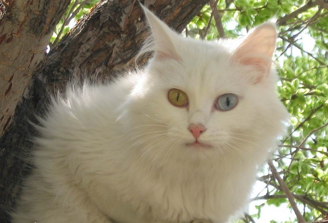 中国土猫都有哪些品种，中国土猫的品种大全图片（7款经典“中华田园猫”）