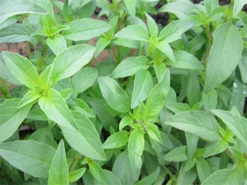 荆芥最佳种植方法，荆芥的用量是多少克（春季播种荆芥要注意保持土壤湿润）