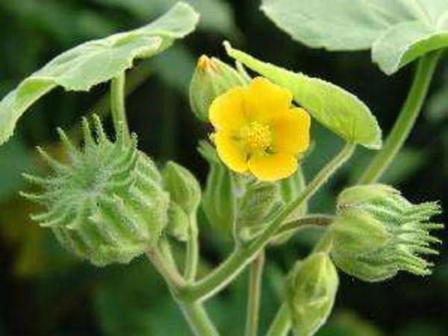 农村的野生植物大全，农村到处可见的野生植物