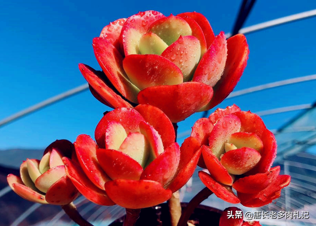 傲雪凌霜——养一棵多肉红梅，梅花的简介资料