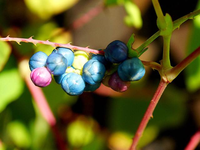 蛇毒的功效与作用，蝮蛇的功效与作用 （殊不知晒干1斤30元）