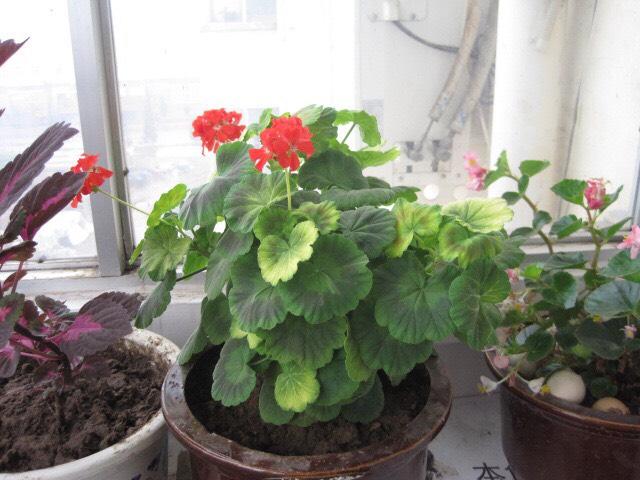 天竺葵的养殖方法，万岁玫瑰天竺葵的养殖方法（从10月开花到来年6月份）