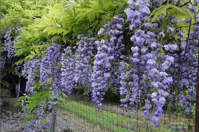 中国有紫藤花吗，紫藤花在中国什么地方盛开（紫藤、白玉藤、红玉藤、多花藤、重瓣藤。）