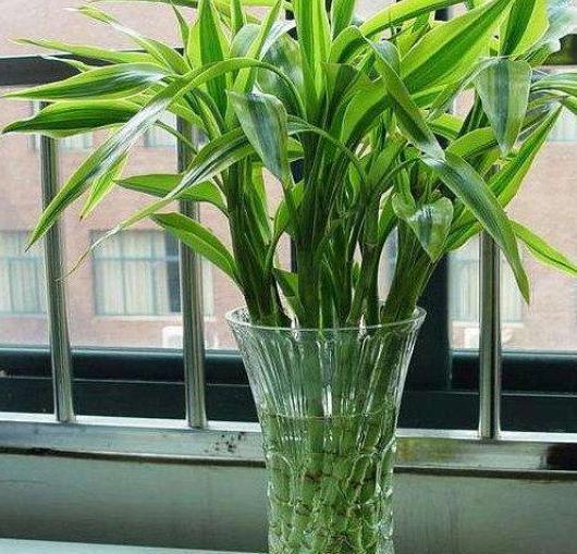 水培富贵竹叶子发黄怎么救，水养富贵竹叶子发黄怎么办（水养富贵竹叶子发黄是什么原因）