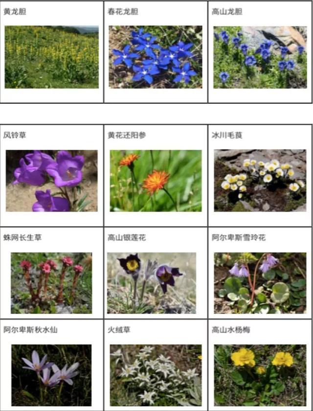 欧洲最高峰在哪个国家，欧洲最高峰指的是下列哪座山峰（你所不知道的百科二三事）